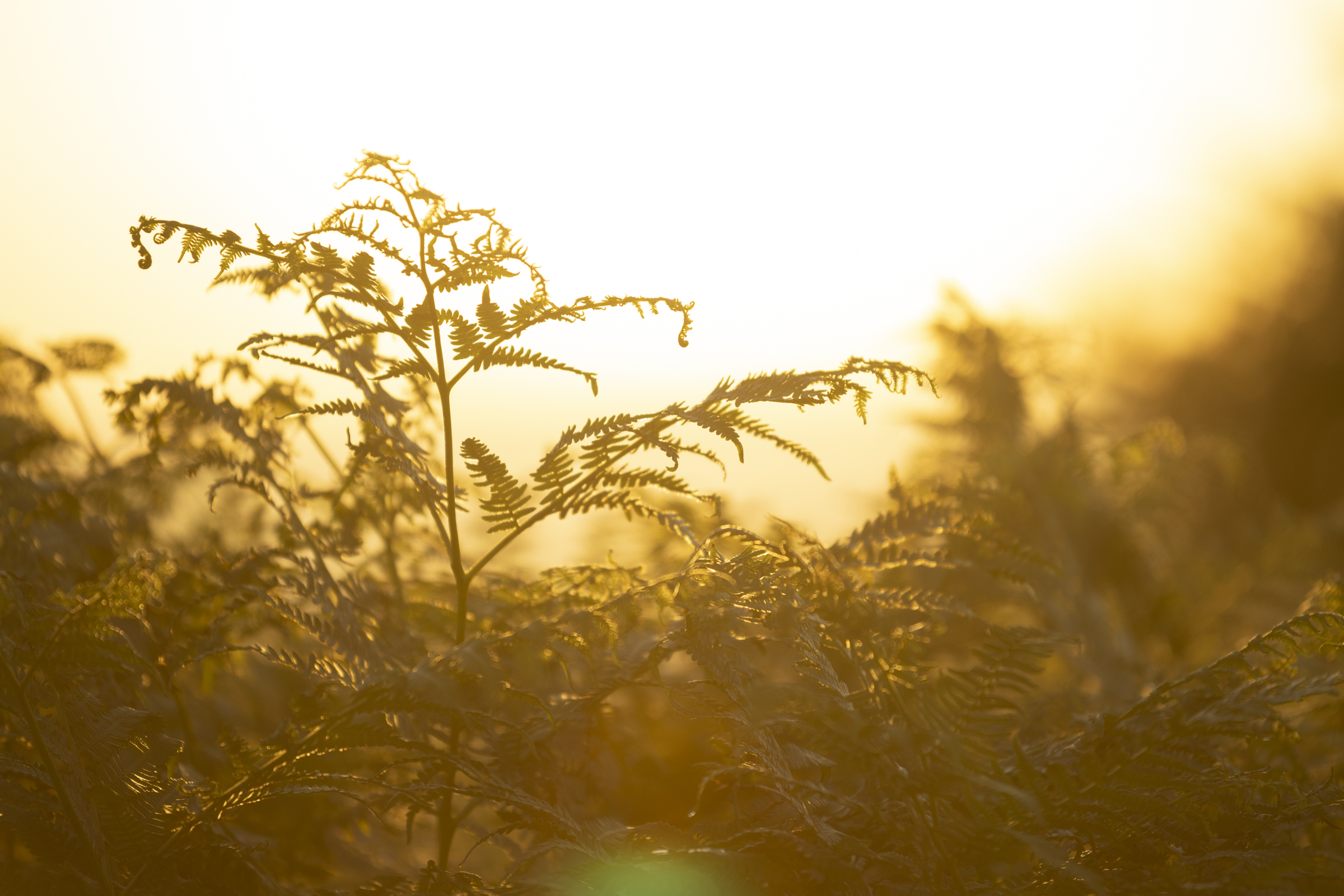 Ferns at sunset