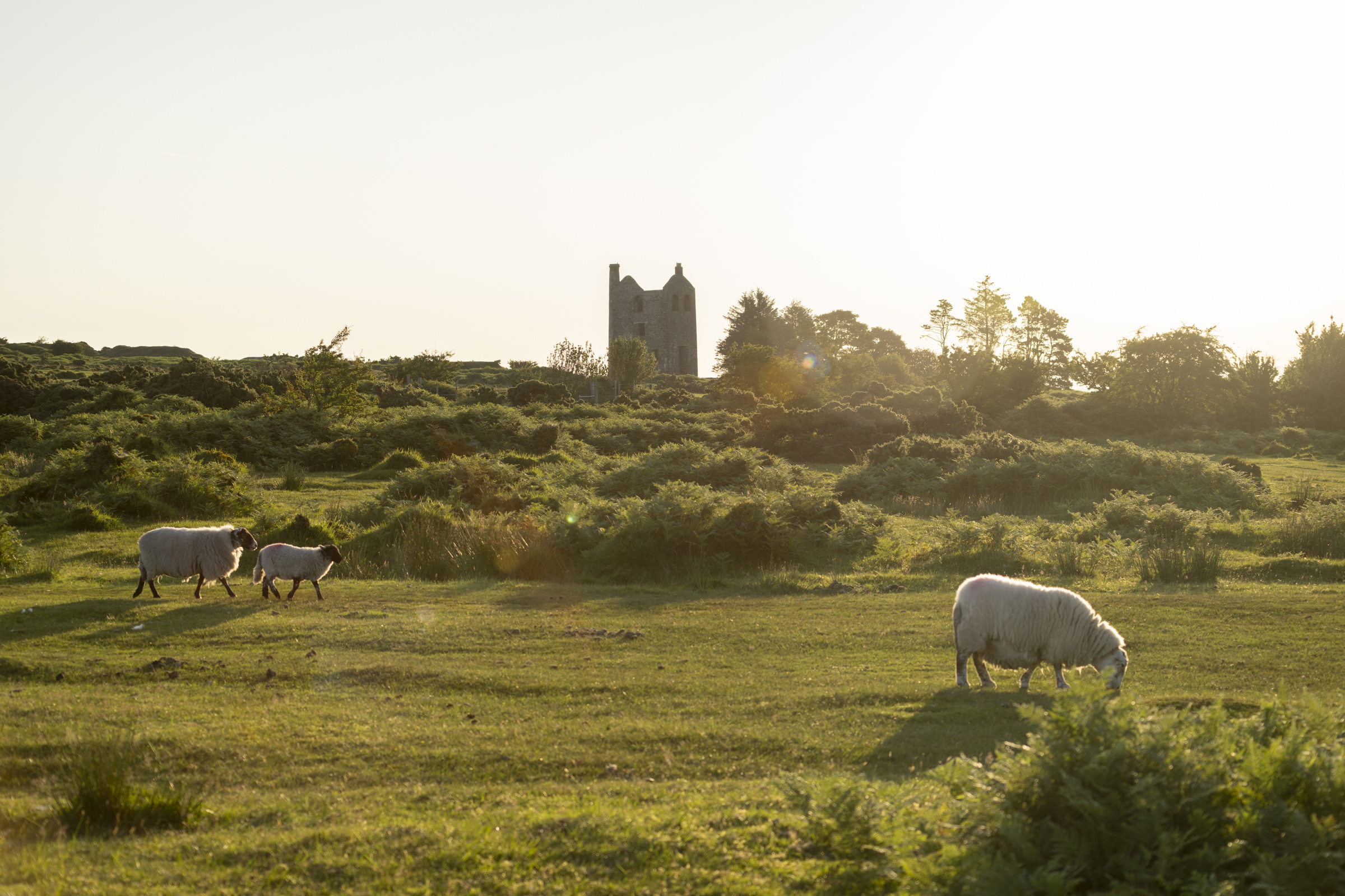 Sheep and engine house on Bodmin Moor